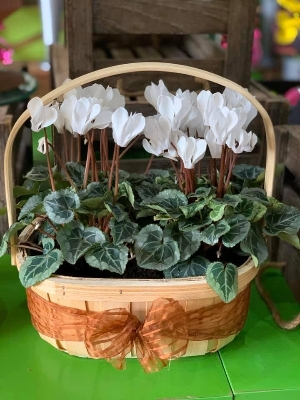 Cyclamen Basket