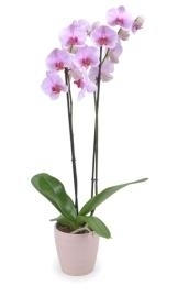 Phalanopsis Orchid Plant