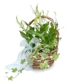 Simplicity Planted Basket