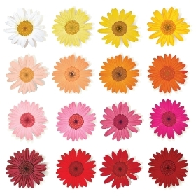 50 Red Naomi Rose Quick Buy